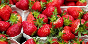Beitragsbild des Blogbeitrags Erdbeeren pflücken in und um Wien 