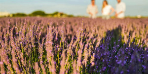 Beitragsbild des Blogbeitrags Lavendel-Rausch: Wo ihr euch in Österreich fühlt wie in der Provence 