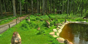 Beitragsbild des Blogbeitrags Die 8 coolsten Tierparks in Österreich