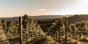 Beitragsbild des Blogbeitrags Schöne Weingüter und Buschenschenken in der Südsteiermark 