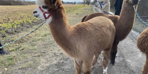 Beitragsbild des Blogbeitrags Wo ihr in und um Wien mit Alpakas und Lamas wandern könnt