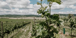 Beitragsbild des Blogbeitrags Unsere liebsten Heurigen im Burgenland