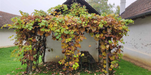 Beitragsbild des Blogbeitrags 8 Dinge, die ihr im Herbst im Burgenland machen müsst
