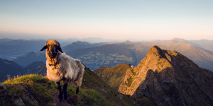 Beitragsbild des Blogbeitrags Wandern und Co in Tirol: 5 Tipps für herbstliche Ausflüge im Zillertal 
