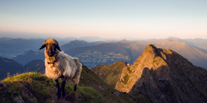 Beitragsbild des Blogbeitrags Wandern und Co in Tirol: 5 Tipps für herbstliche Ausflüge im Zillertal