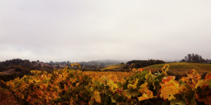 Beitragsbild des Blogbeitrags Ausflüge von Oberösterreich bis ins Burgenland: Tipps für euren Herbst