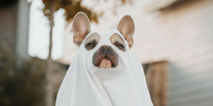 Beitragsbild des Blogbeitrags Unser Senf: Warum Halloween für mich eine einzige Enttäuschung ist
