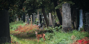 Beitragsbild des Blogbeitrags Unser Senf: Warum ich gerne durch den Zentralfriedhof spaziere 