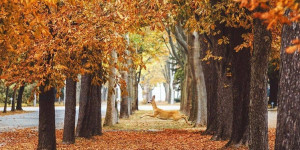 Beitragsbild des Blogbeitrags 11 Dinge, die ihr über den Wiener Zentralfriedhof noch nicht wusstet