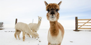 Beitragsbild des Blogbeitrags 9 Ideen für tolle Weihnachtsgeschenke
