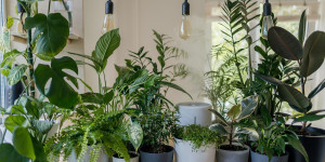 Beitragsbild des Blogbeitrags 6 Tipps, mit denen eure Zimmerpflanzen überleben 