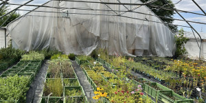 Beitragsbild des Blogbeitrags Die besten Pflanzenmärkte in Wien 2024 