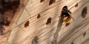 Beitragsbild des Blogbeitrags So machst du deinen Balkon bienenfreundlich