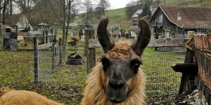 Beitragsbild des Blogbeitrags Schöne Unterkünfte für Urlaub mit Kindern in Österreich