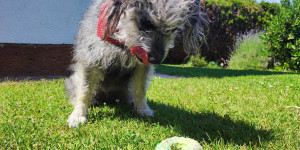 Beitragsbild des Blogbeitrags 8 hundefreundliche Lokale in Wien