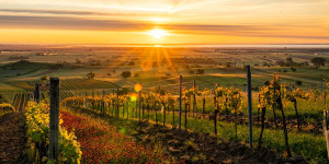 Beitragsbild des Blogbeitrags 10 Geheimtipps rund um den Neusiedler See
