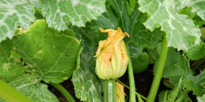 Beitragsbild des Blogbeitrags 7 Tipps gegen Schädlinge im Gemüsebeet 