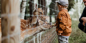 Beitragsbild des Blogbeitrags Die 8 coolsten Tierparks in Österreich 