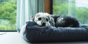 Beitragsbild des Blogbeitrags Unsere liebsten Hotels für Hundebesitzer*innen in Österreich