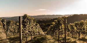 Beitragsbild des Blogbeitrags Schöne Weingüter und Buschenschenken in der Südsteiermark