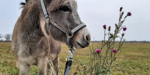 Beitragsbild des Blogbeitrags Wo ihr in Österreich mit Kindern wandern gehen könnt