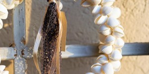 Beitragsbild des Blogbeitrags Trend 2019 - Muscheln 