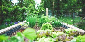 Beitragsbild des Blogbeitrags Urban Gardening - für kleine Balkone 