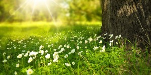 Beitragsbild des Blogbeitrags Die besten Tipps gegen Frühjahrsmüdigkeit – fit und aktiv im Alltag!