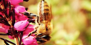 Beitragsbild des Blogbeitrags Biene, Hummel & Co in unseren Gärten – wie finden sie genügend Nahrung? Teil I