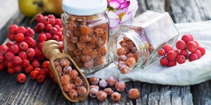 Beitragsbild des Blogbeitrags Wilder Genuss im Herbst – kandierte Vogelbeeren