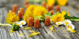Beitragsbild des Blogbeitrags Außergewöhnlicher Genuss mit Löwenzahn-Bonbons