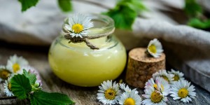 Beitragsbild des Blogbeitrags Gänseblümchen Salbe selber machen – Heilendes aus dem Garten