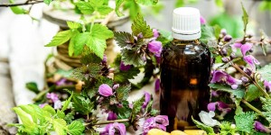 Beitragsbild des Blogbeitrags Frauenheilkunde: die Taubnessel und ihr Anwendung + Zäpfchen selber machen