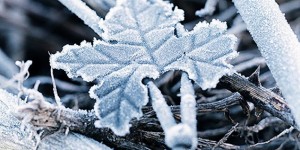 Beitragsbild des Blogbeitrags Frostig 