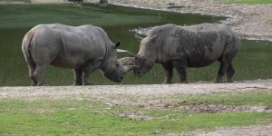 Beitragsbild des Blogbeitrags Was Sie für ein erfolgreiches Projekt wirklich brauchen 