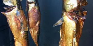Beitragsbild des Blogbeitrags heiß geräucherte makrelen 