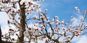 Beitragsbild des Blogbeitrags Hotel und Spa Steigenberger Krems zur Marillenblüte 