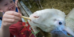 Beitragsbild des Blogbeitrags Ausflug zum Bauernhof und Fledermaussuche im Kaiserwinkl