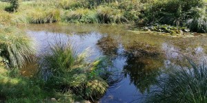 Beitragsbild des Blogbeitrags Spaziergang zum Gerlhamer Moor