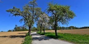 Beitragsbild des Blogbeitrags Kirschblütenwanderung in Scharten