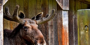 Beitragsbild des Blogbeitrags Fotoklub Ausflug zum Cumberland Park Grünau im Almtal