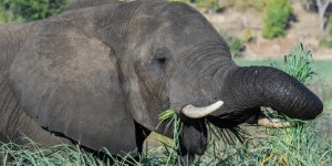 Beitragsbild des Blogbeitrags Reisefoto der Woche: Beeindruckende Naturerlebnisse in Botswana 