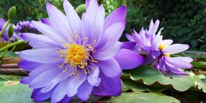 Beitragsbild des Blogbeitrags Linz: Tropische Pflanzenwelt & größte Kakteensammlung Euopas im Botanischen Garten 