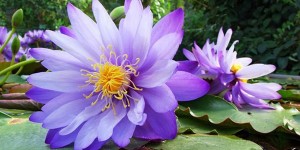 Beitragsbild des Blogbeitrags Linz: Tropische Pflanzenwelt & größte Kakteensammlung Euopas im Botanischen Garten