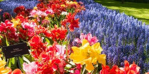 Beitragsbild des Blogbeitrags Niederlande: Warum du Keukenhof zur Tulpenblüte besuchen solltest! 
