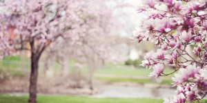 Beitragsbild des Blogbeitrags #MeinZiel22 geschafft! Erster Frühling im digitalen Wissens- und Ideen-Garten