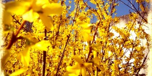 Beitragsbild des Blogbeitrags Die Bienen verstummen