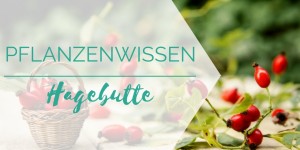 Beitragsbild des Blogbeitrags Pflanzenwissen: Hagebutte (Heckenrose) 
