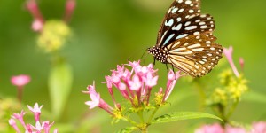 Beitragsbild des Blogbeitrags Meine Reise: wie ich zurück zur Natur kam.