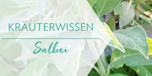 Beitragsbild des Blogbeitrags Kräuterwissen: Salbei (Salvia Officinalis) 